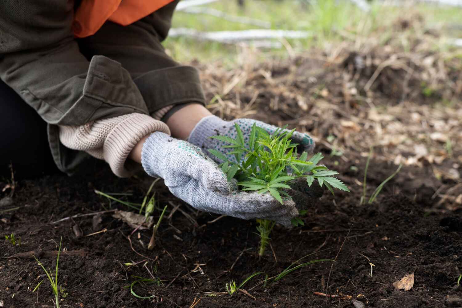 Best Tree Branch Trimming  in USA